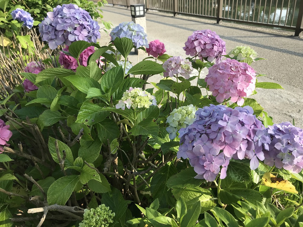 紫陽花の花