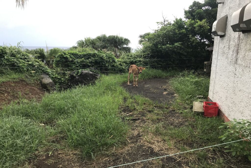 子牛がこっちを見ている