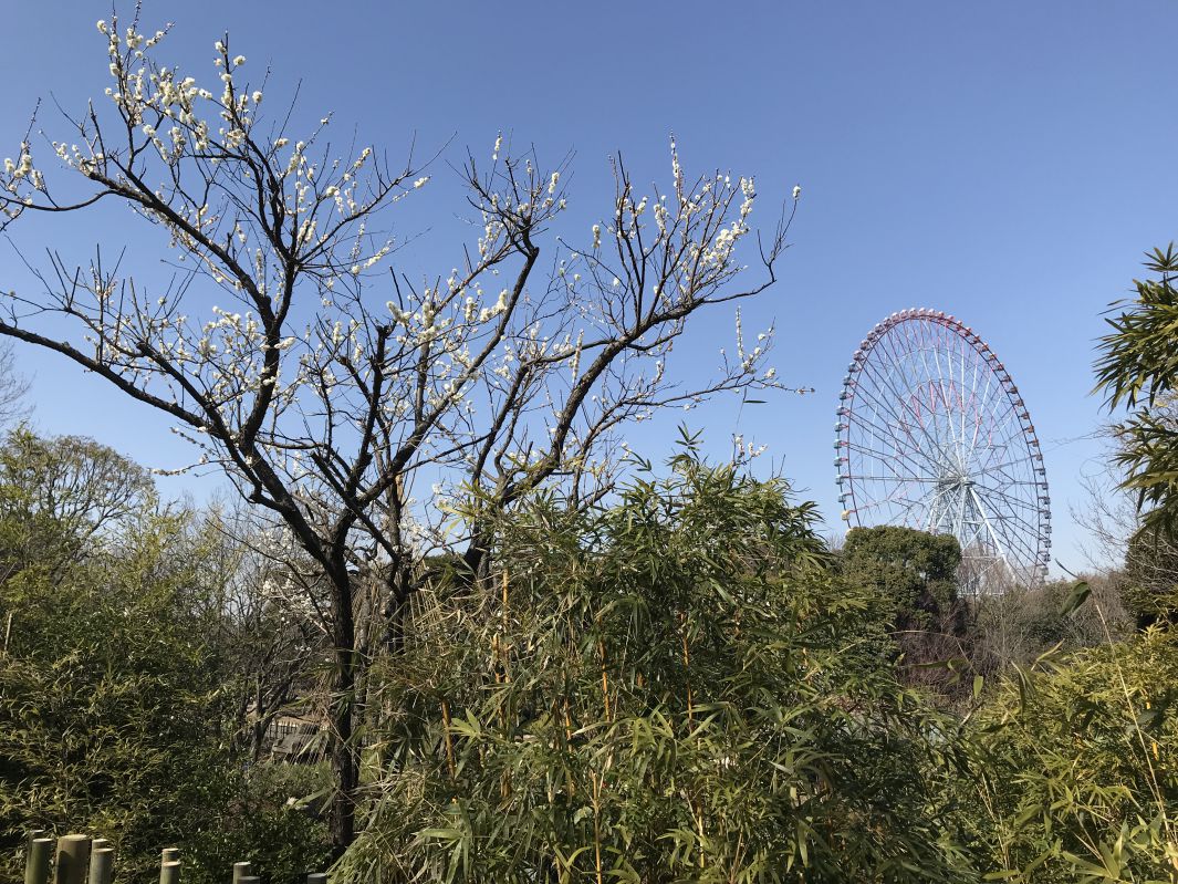 梅の花が咲き始めた