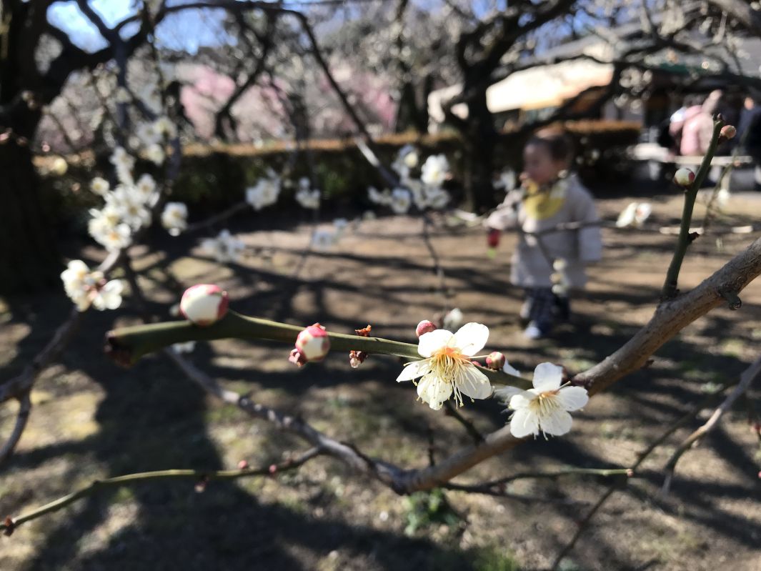 梅の花