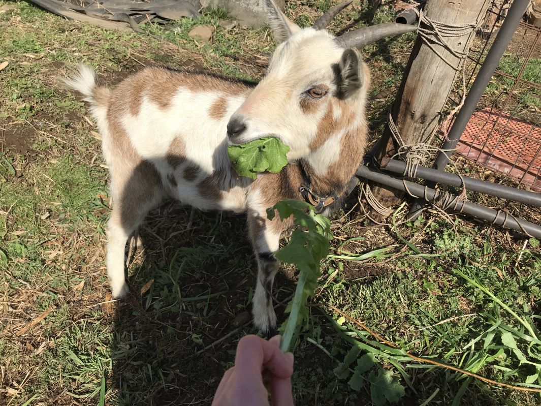 草を食べる山羊