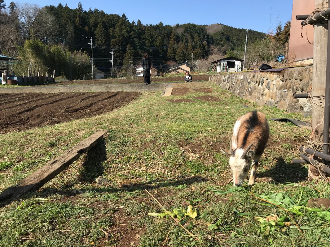 山羊と畑