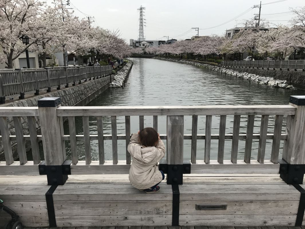 橋から見る桜