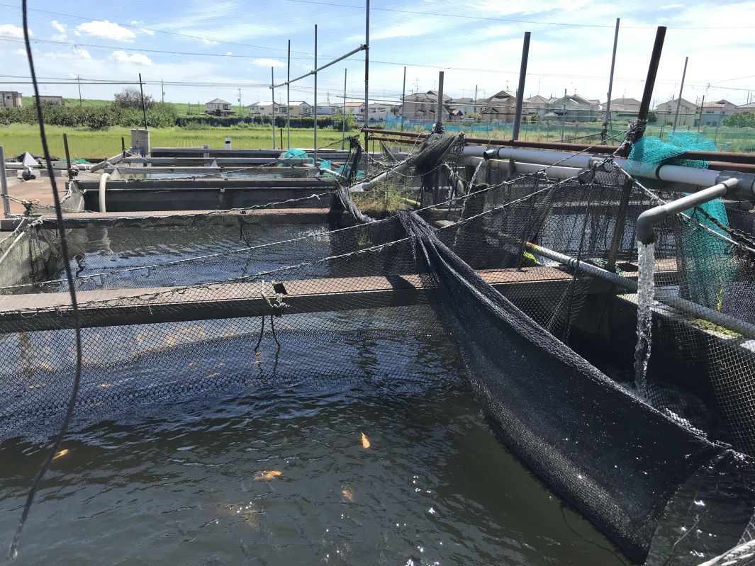 養魚場の生簀