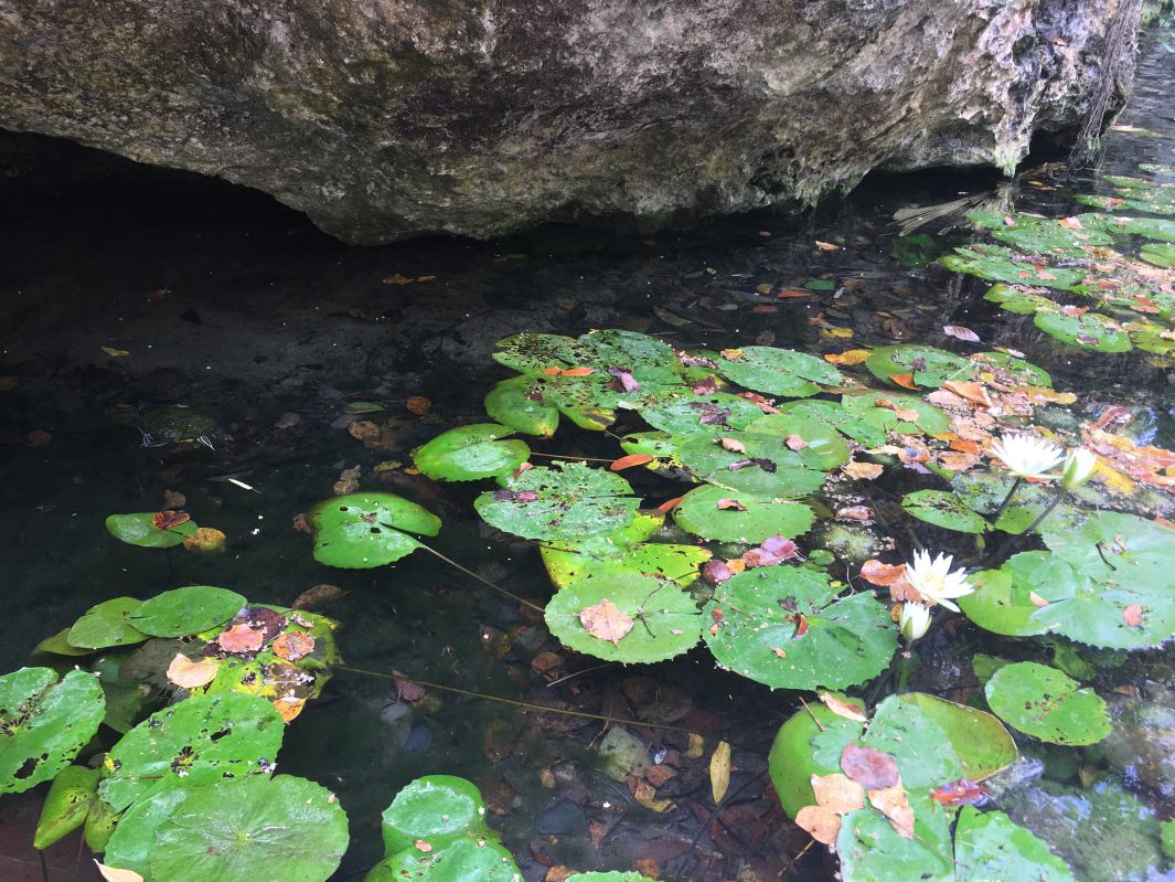 カメと水草