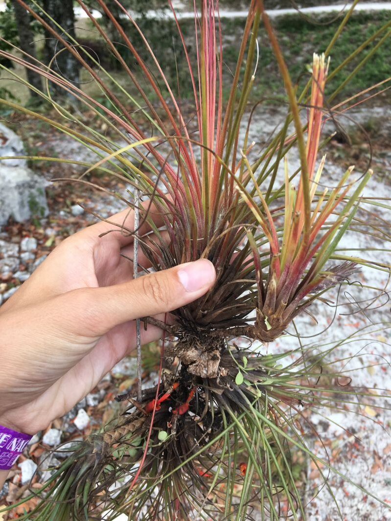 手に持った草