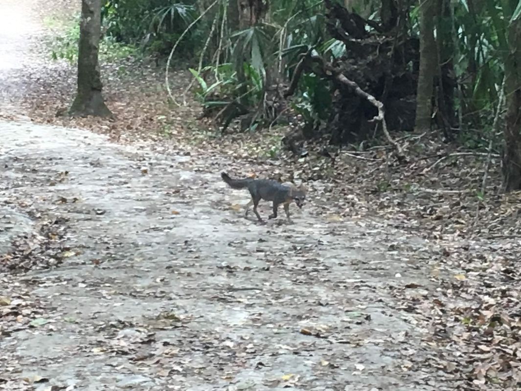 通り過ぎた野生動物