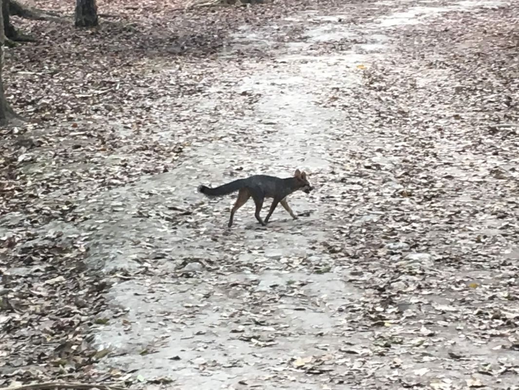 野生動物