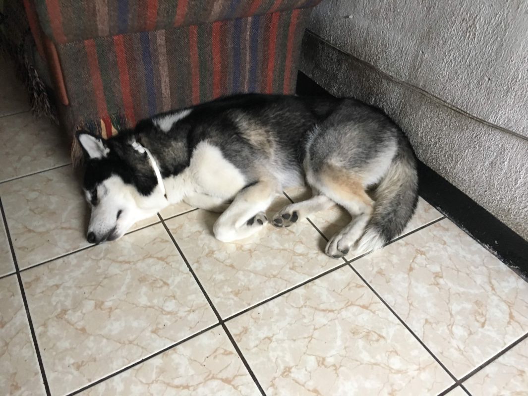 大きなハスキー犬