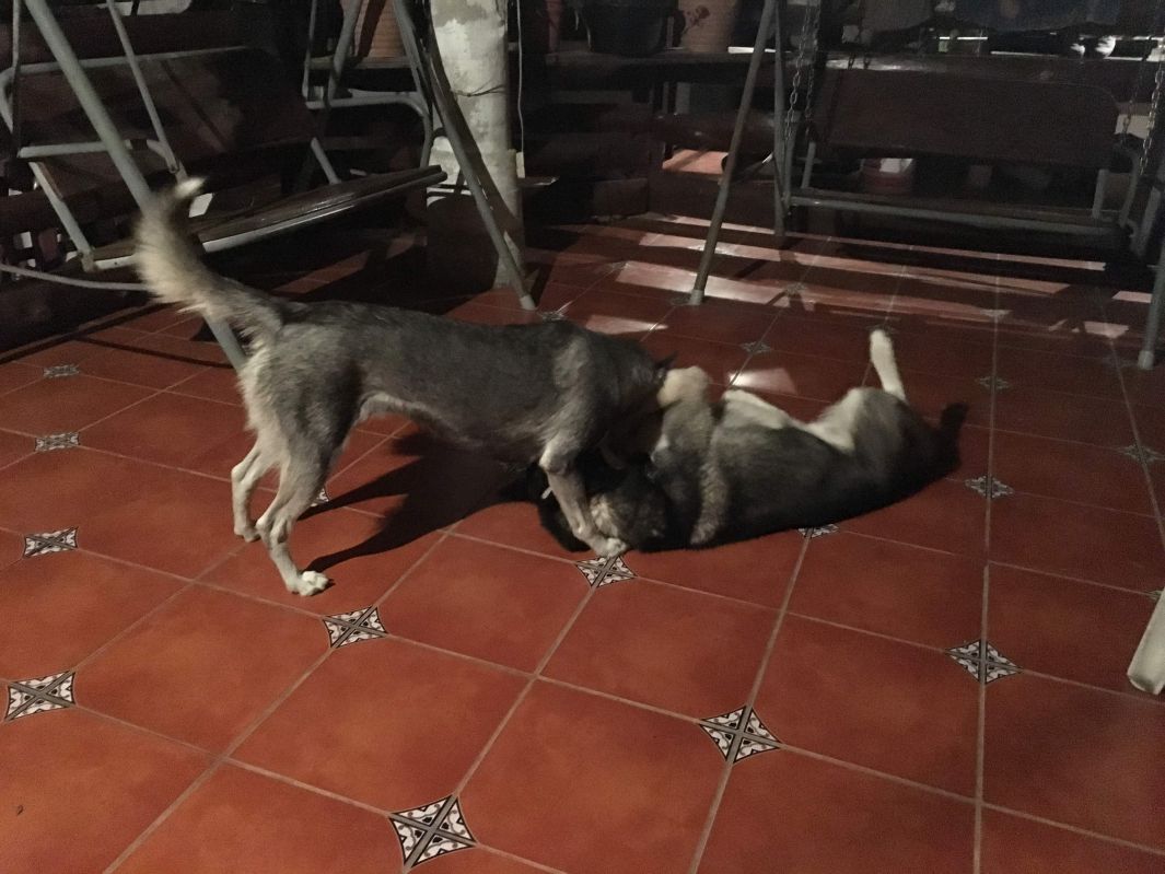 遊ぶ犬たち
