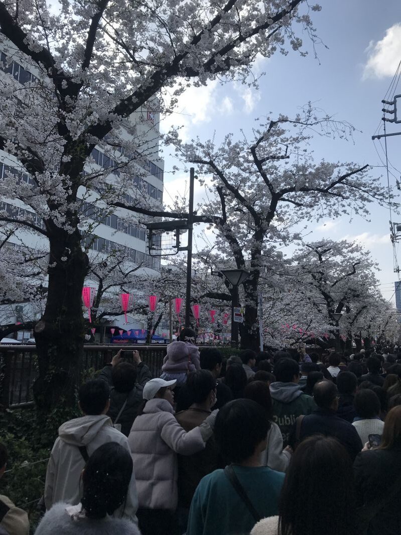 目黒川の桜