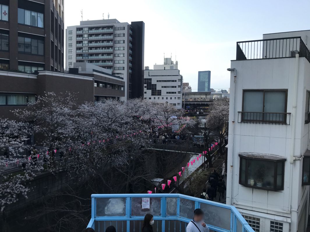 歩道橋の上からの目黒川と桜