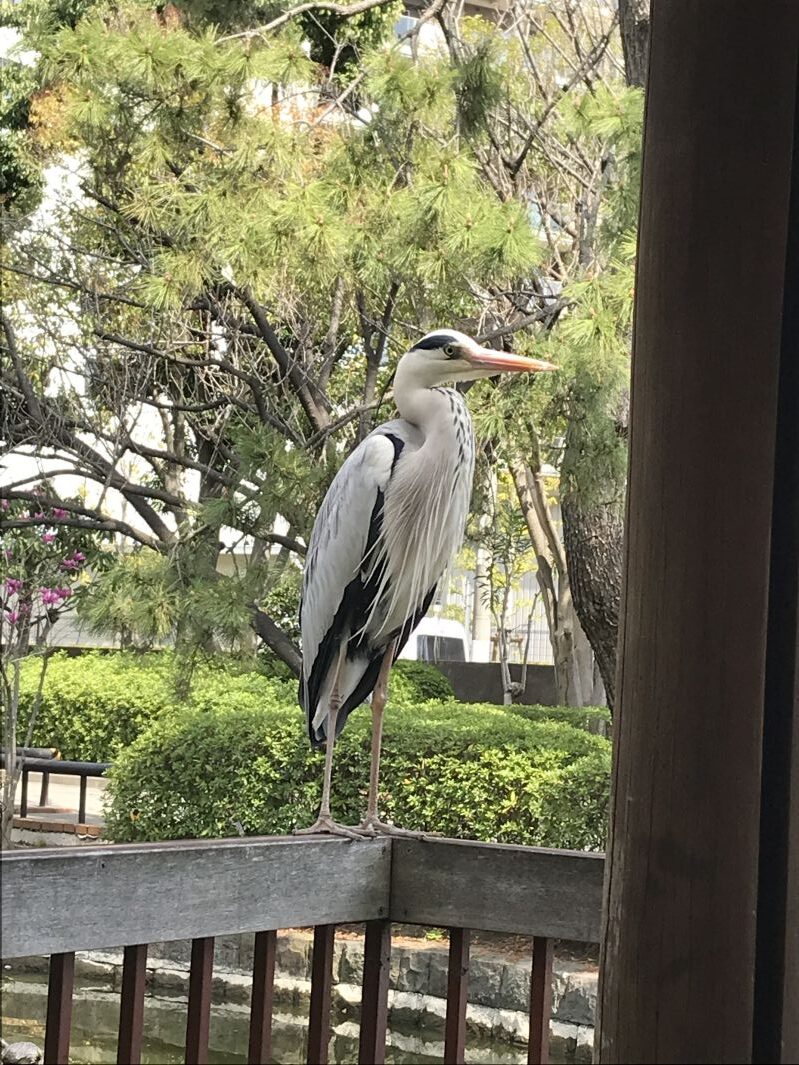 大きいサギ