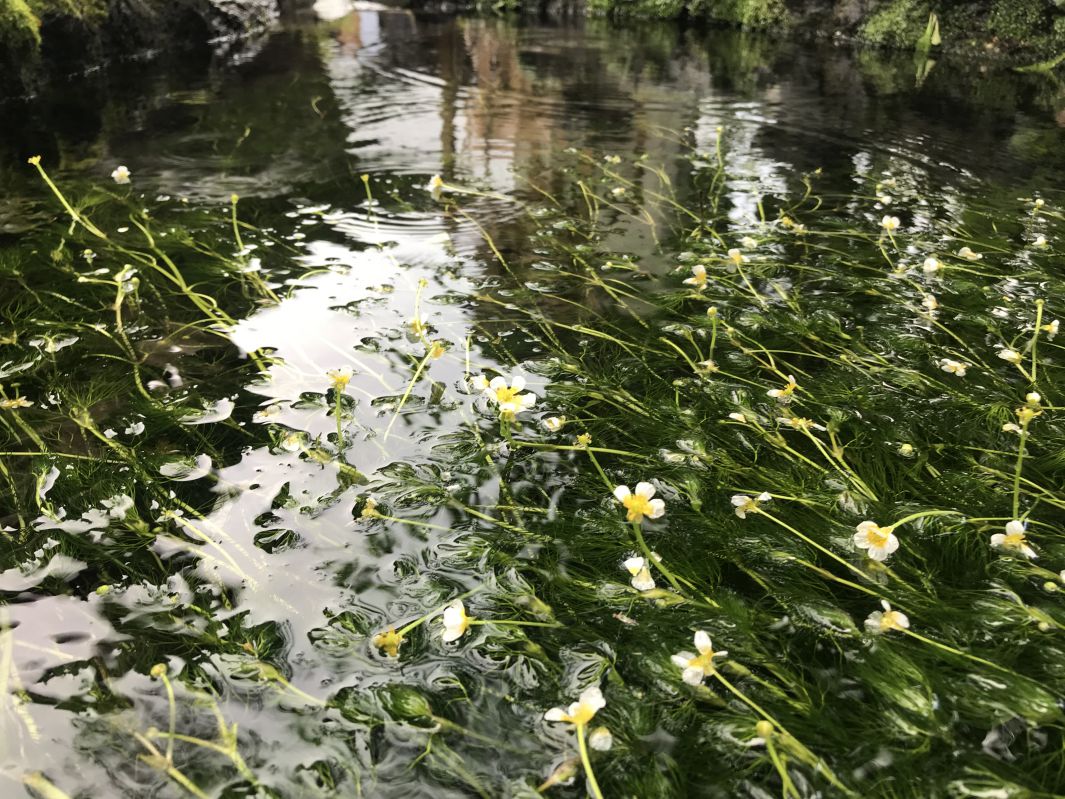 梅花藻