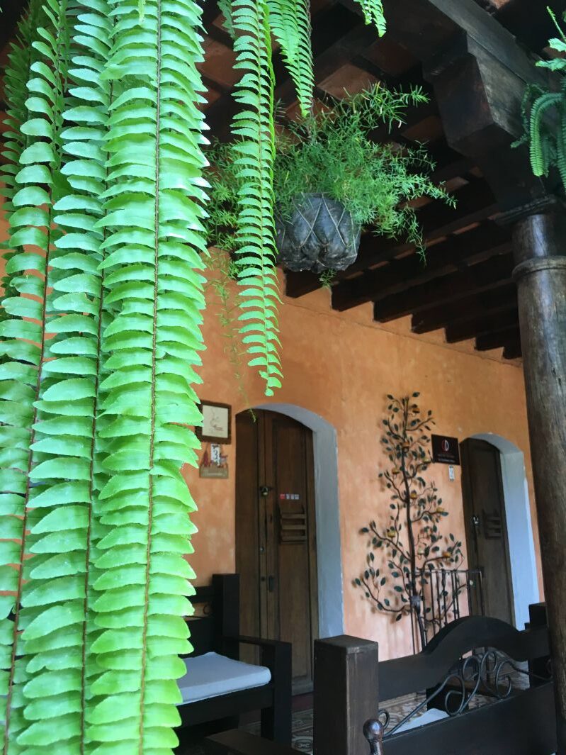 2階からぶら下がる草