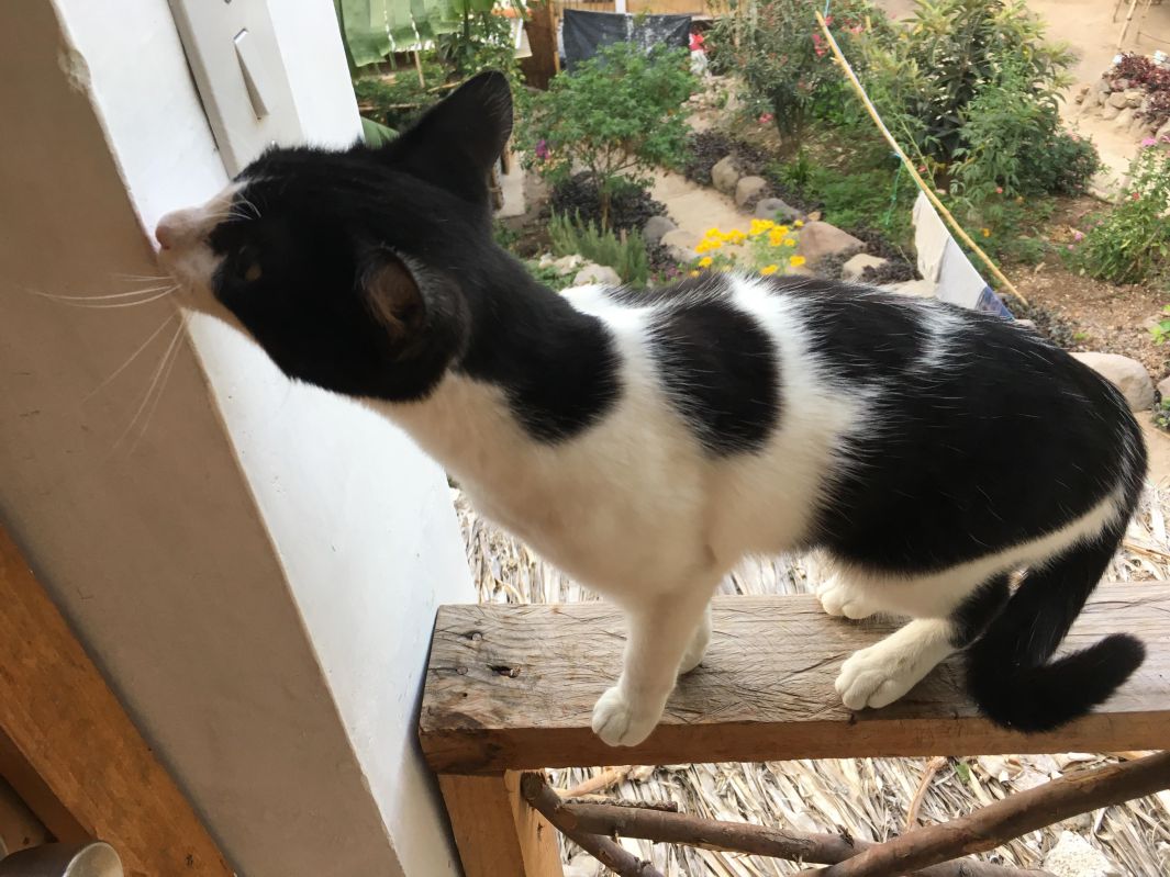 手すりの上のネコ