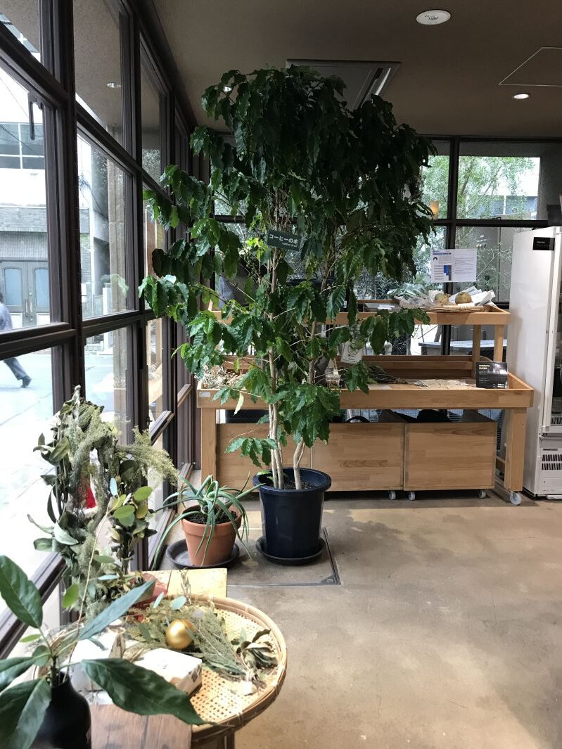 1階のコーヒーの木